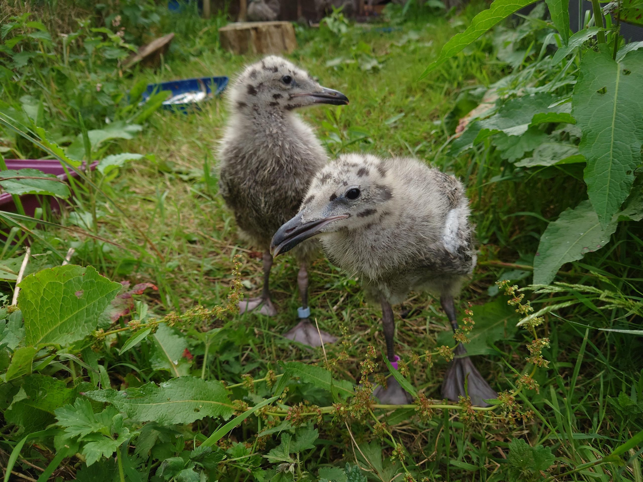 Two-Herring-Gull-Chicks-scaled_jpg_92.jpg