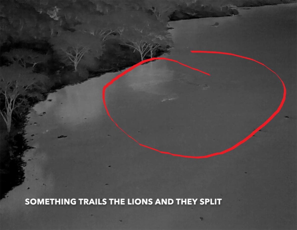 Aerial-Heat-Detection-of-Lions-Crossing-River_jpg_92.jpg