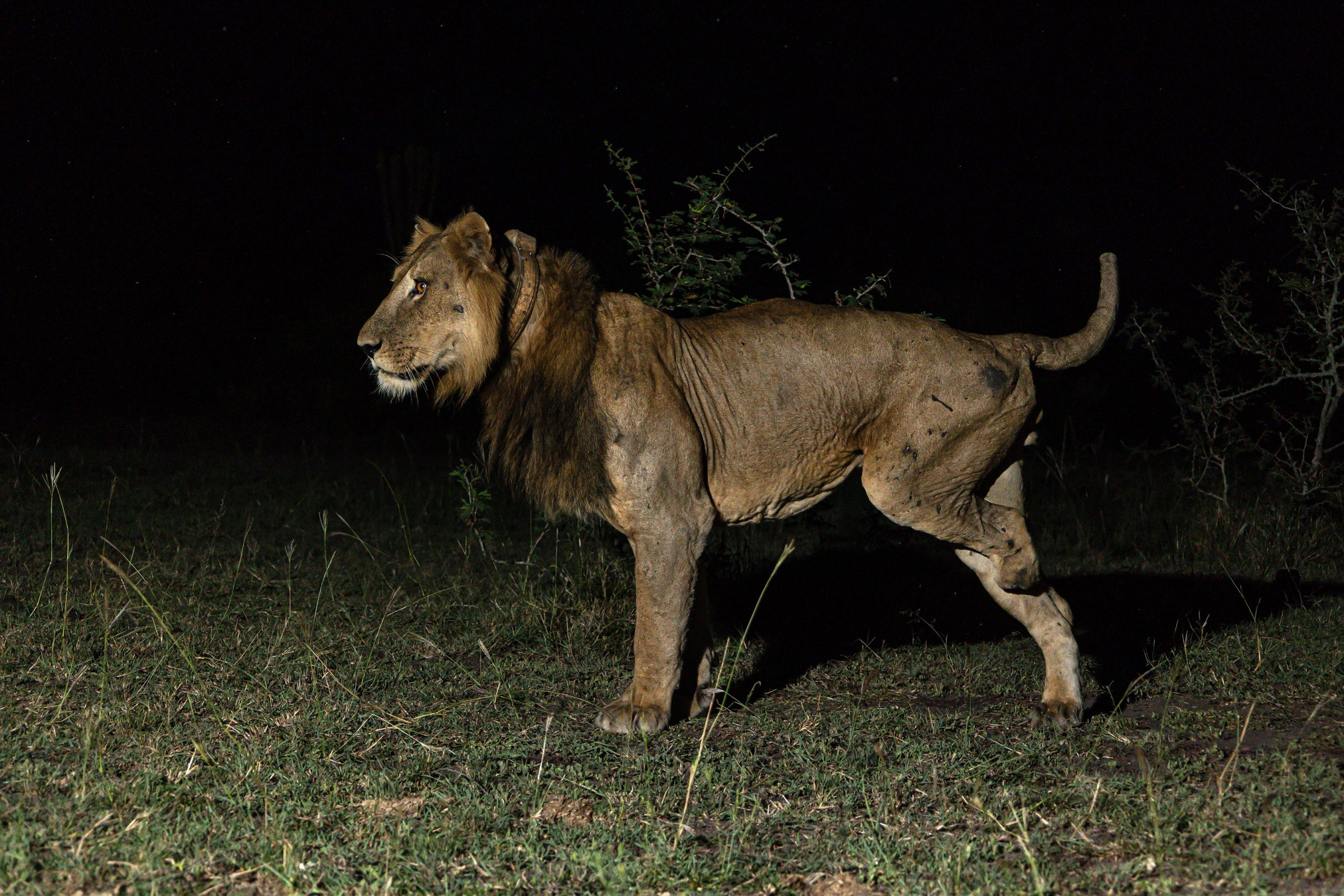 Jacob-Lion-scaled_jpg_92.jpg