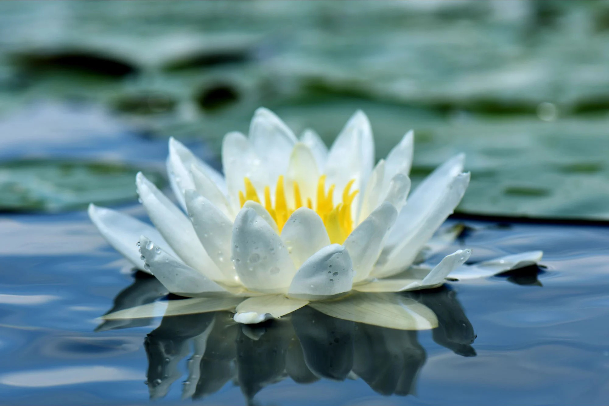 White-Water-Lily_jpg_92.jpg