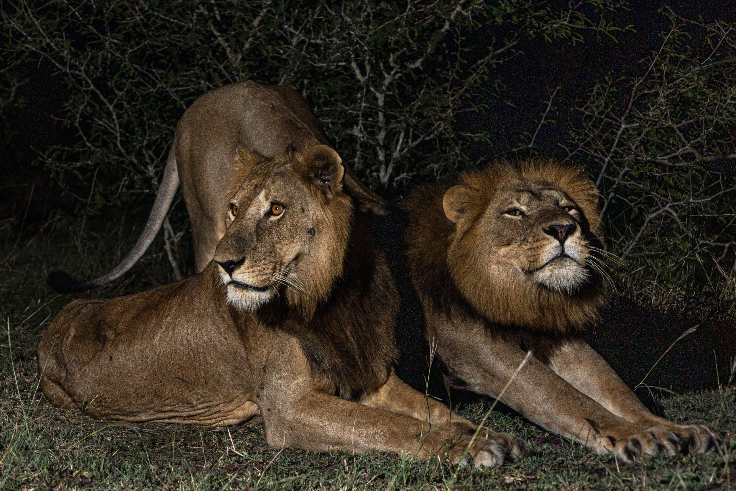 Lions-Jacob-and-Tibu-scaled_jpg_92.jpg