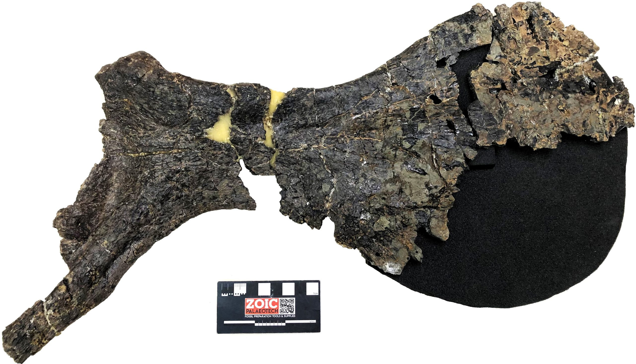 Dinner-Plate-Hip-Bone-scaled_jpg_92.jpg