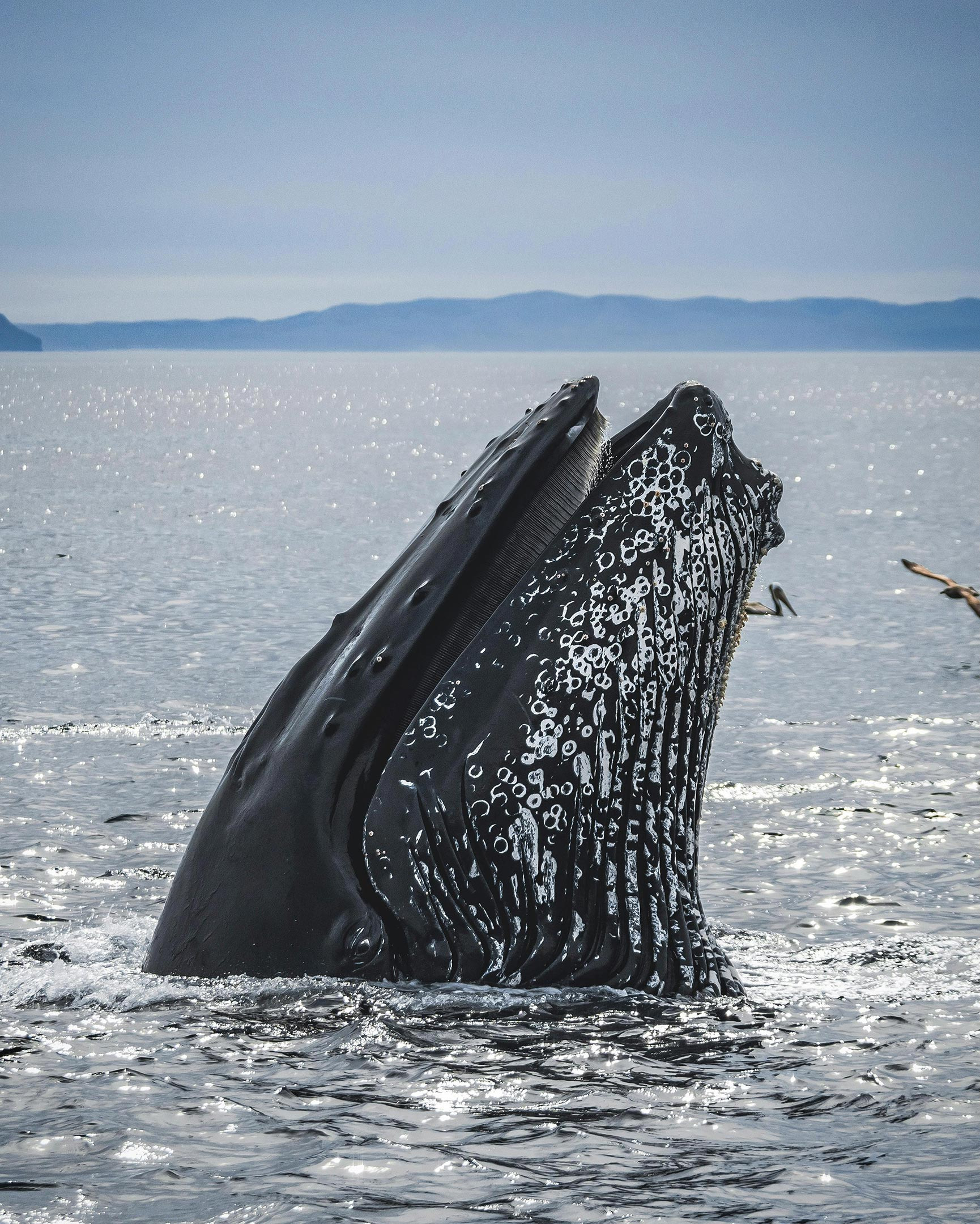 Humpback-Whale_jpg_92.jpg