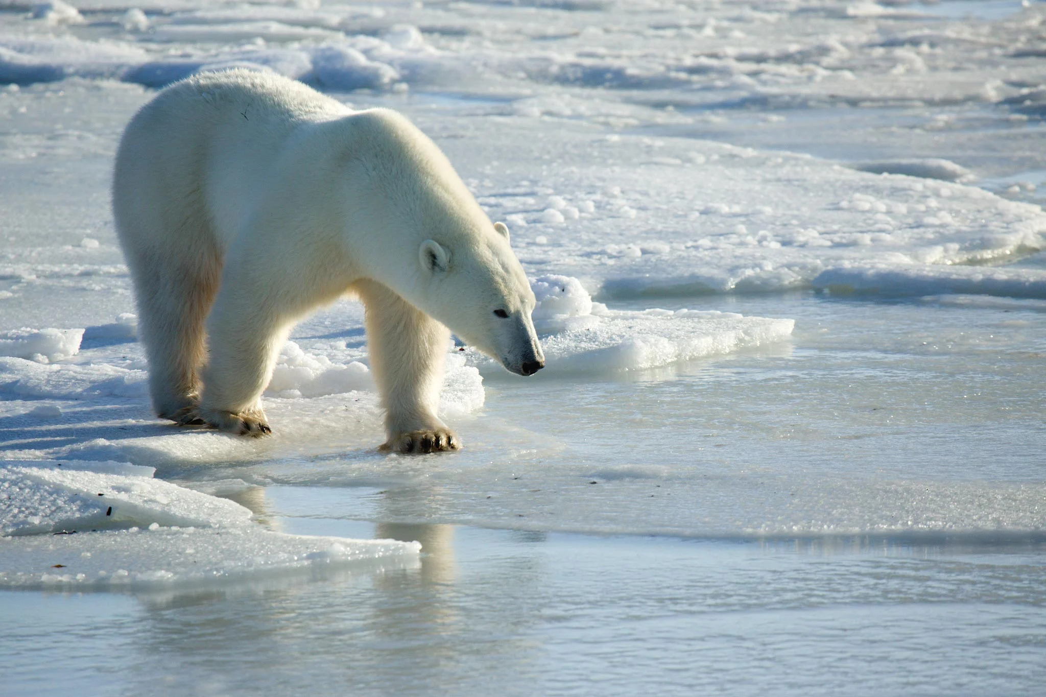 Polar-Bear-Melting-Ice_jpg_92.jpg