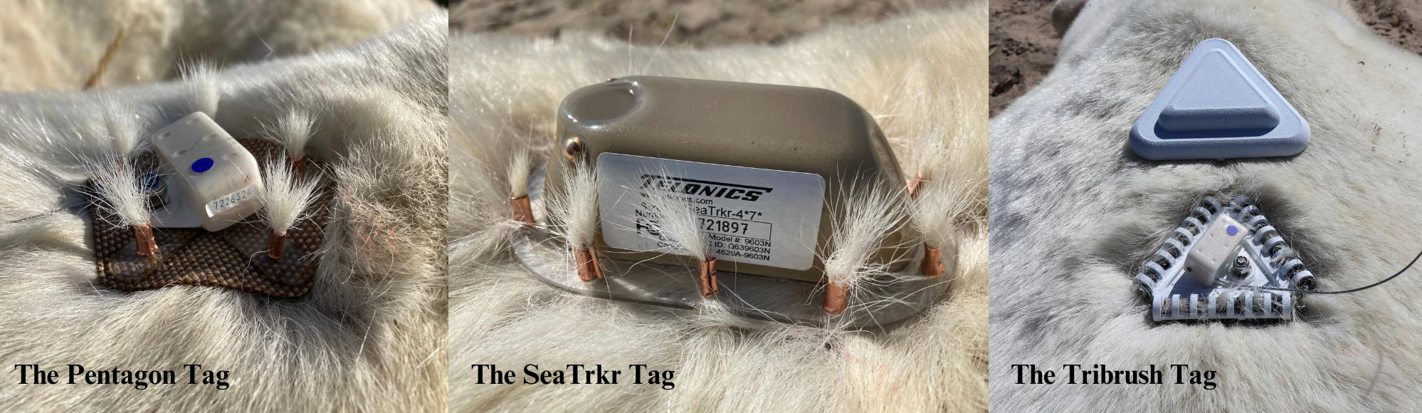 Three-Fur-Tag-Designs_jpg_92.jpg
