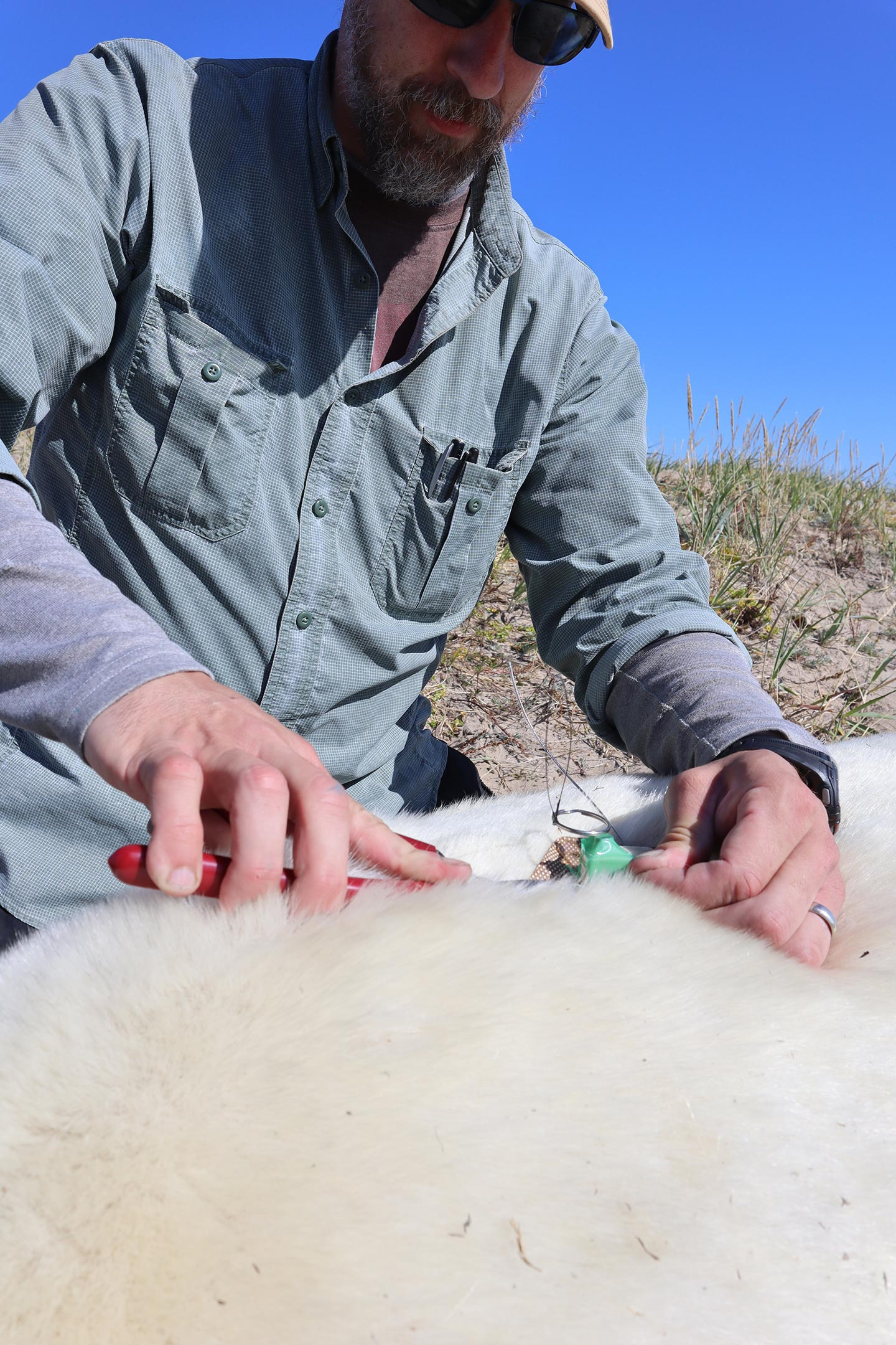 Greg-Thiemann-Tagging-Polar-Bear_jpg_92.jpg