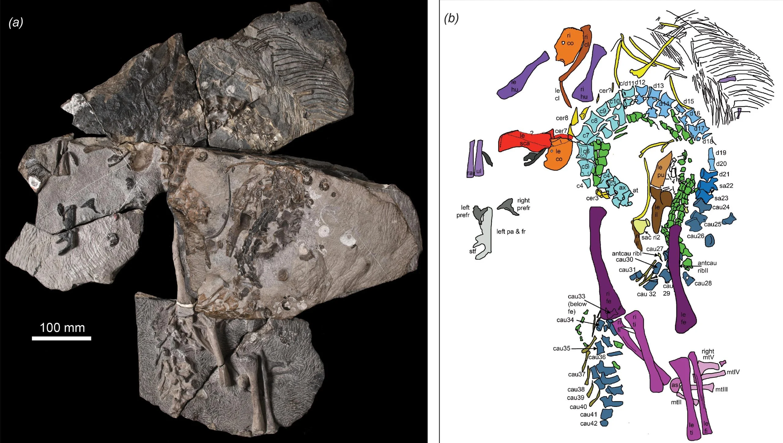 Benggwigwishingasuchus-eremicarminis-Skeleton-Cropped-scaled.webp