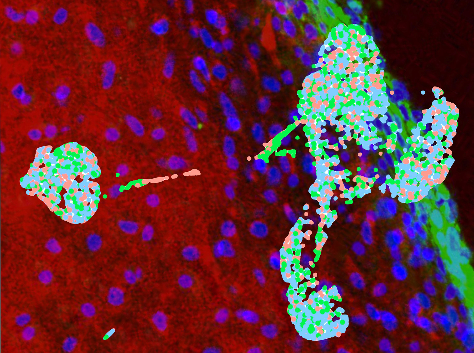 Gene-Expression-Patterns-of-Organoids-Graph.jpg