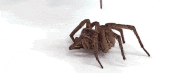 b3daa70b49c14b8395279c6632a06841.gif