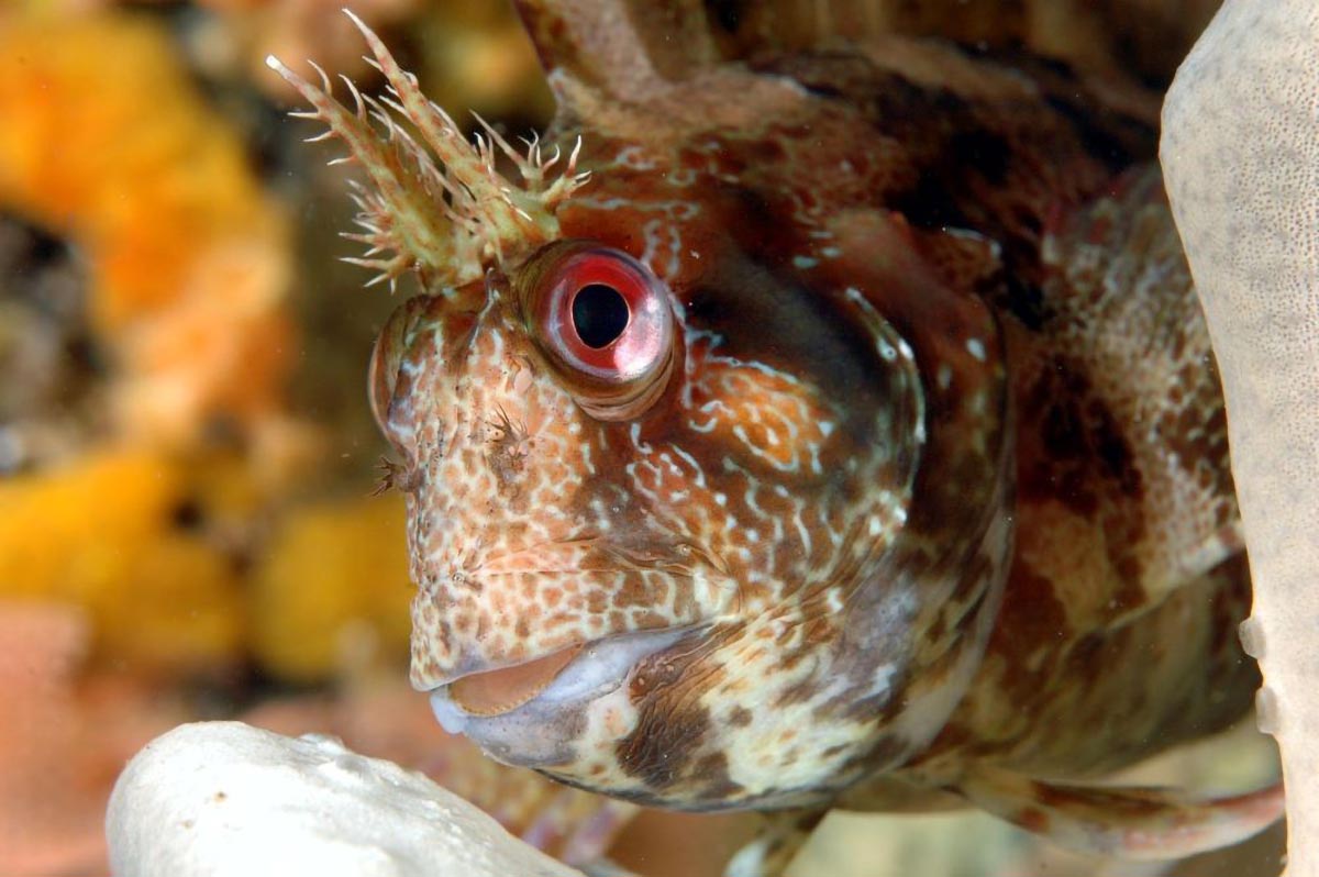 Tompot-Blenny-Parablennius-gattorugine.jpg