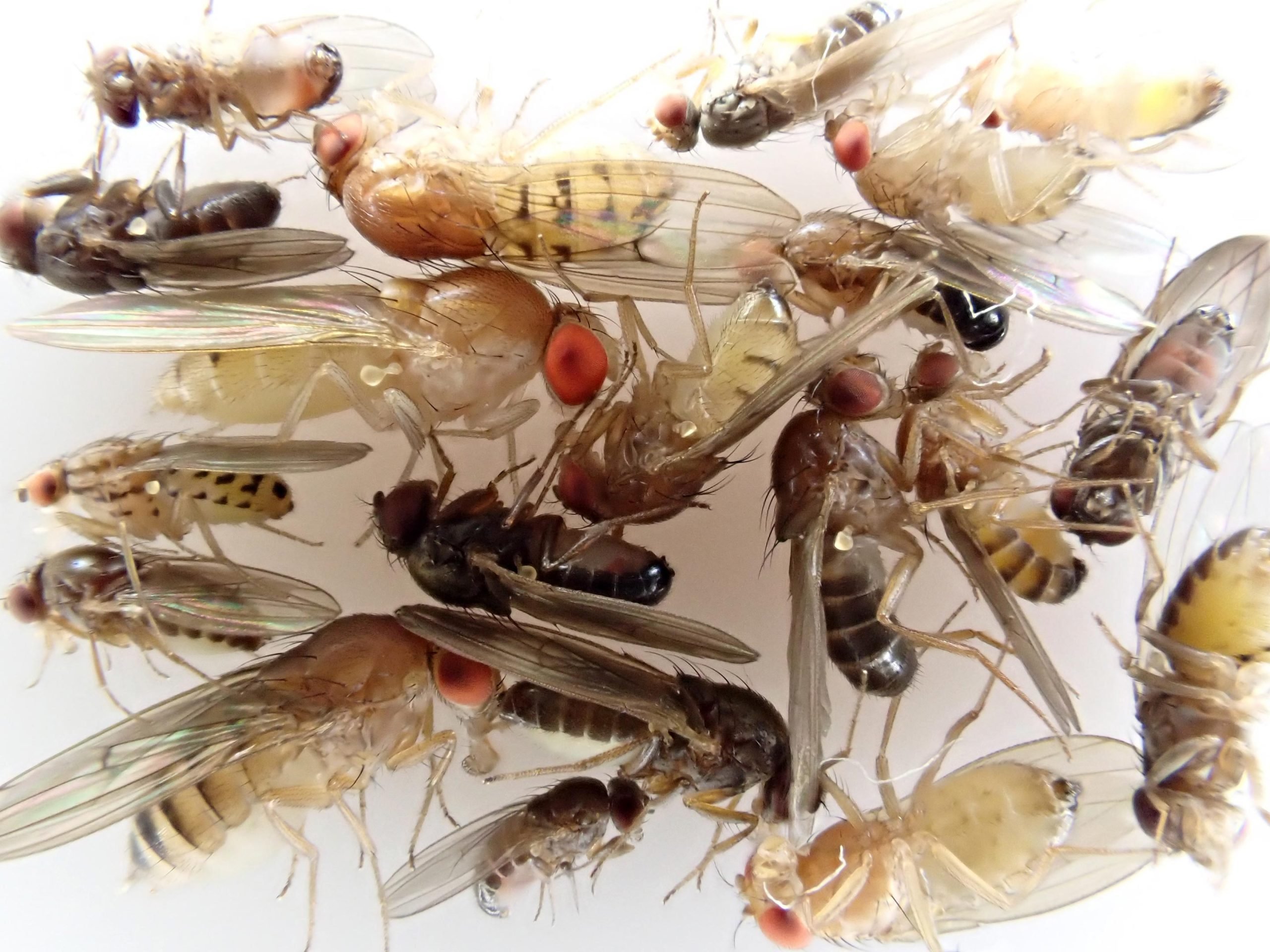 Different-Fly-Species-United-Kingdom-scaled.jpg