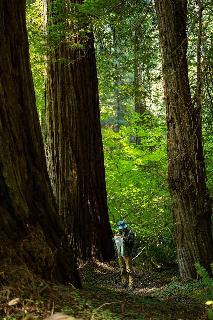 James-Hemker-Conducts-Sweep-Net-Sampling-in-Redwoods-State-and-National-Park.jpg