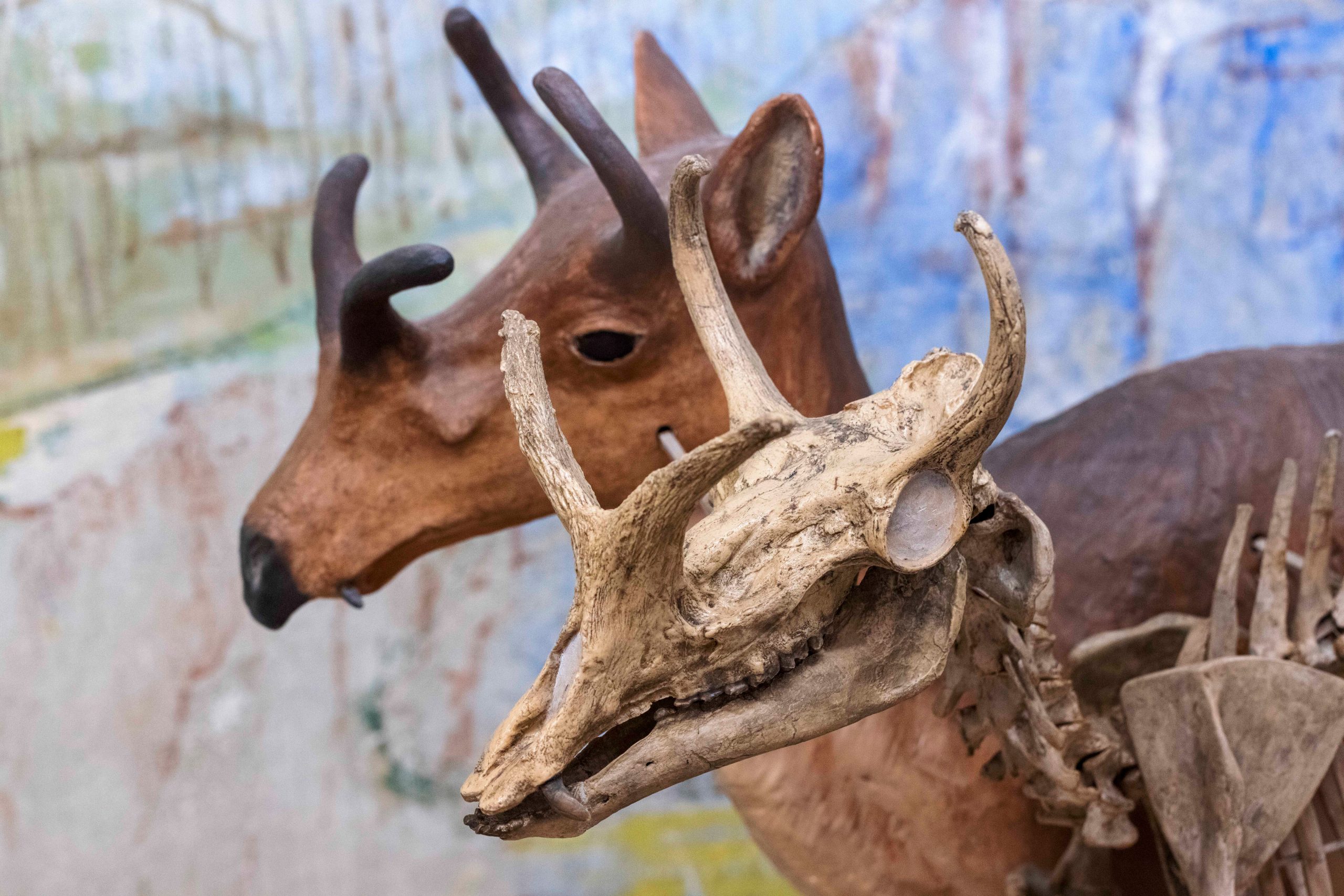 Syndyoceras-Skeletal-Display-scaled.jpg