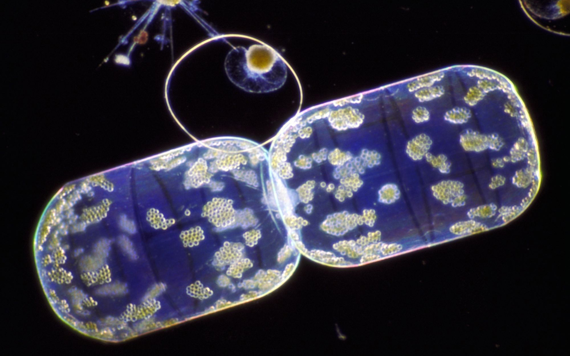 Diatom.jpg