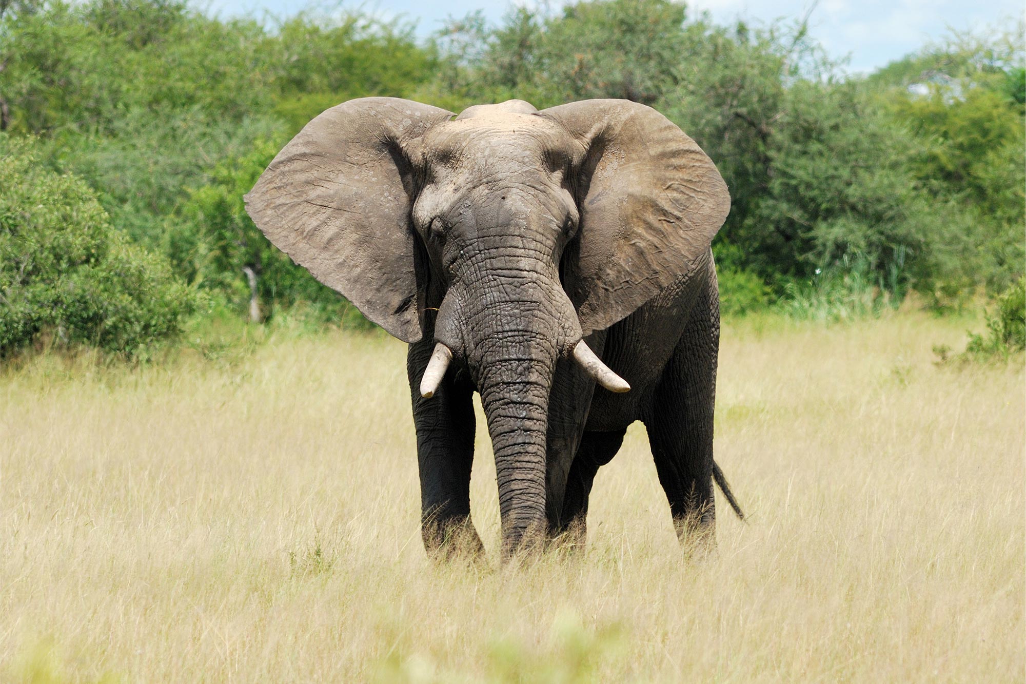 Bull-Elephant.jpg