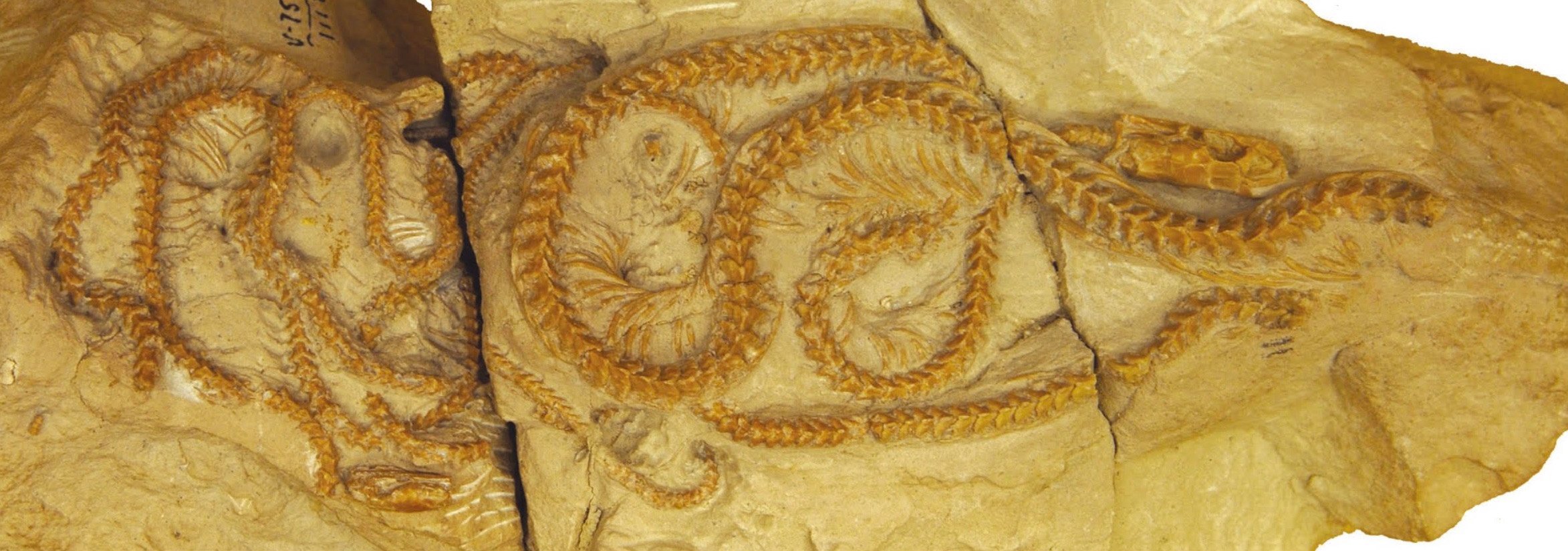 Hibernophis-breithaupti-Fossil.jpg