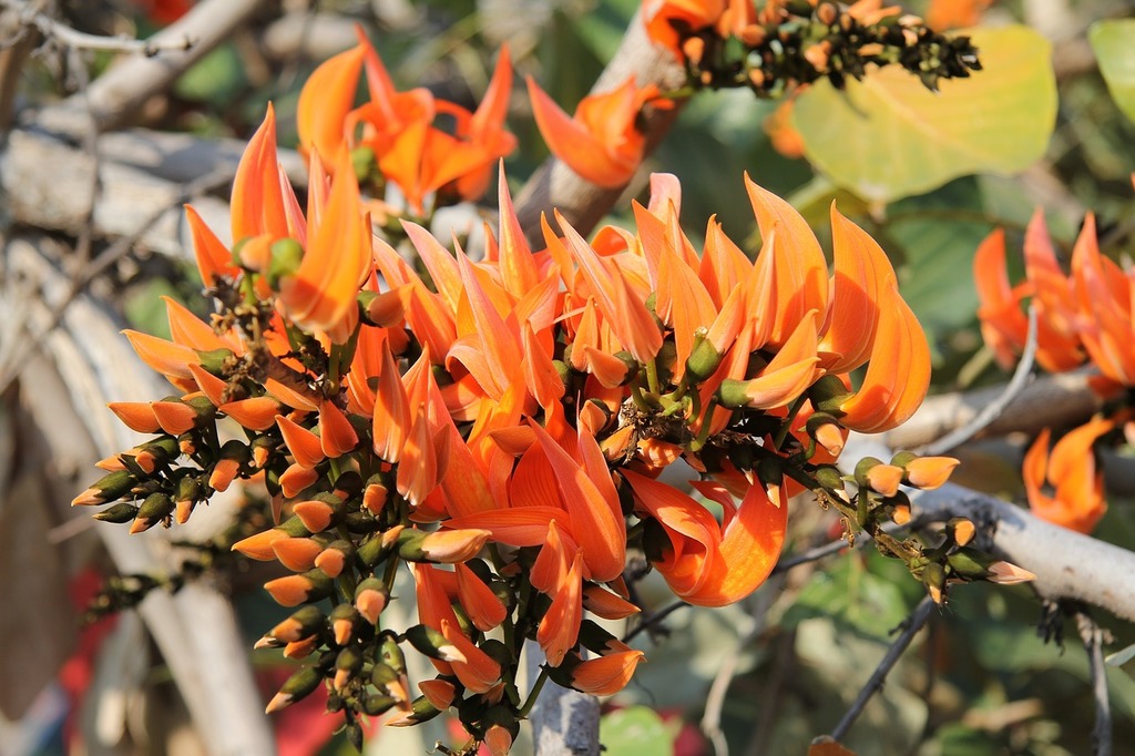 coral-tree-erythrina-caffra-flowers-nature-landscapes-e5e80c-1024.jpg