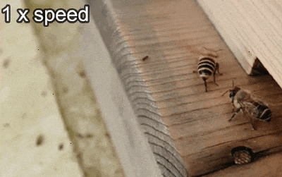 1c6812761562440ab68e5b9442f1717e.gif