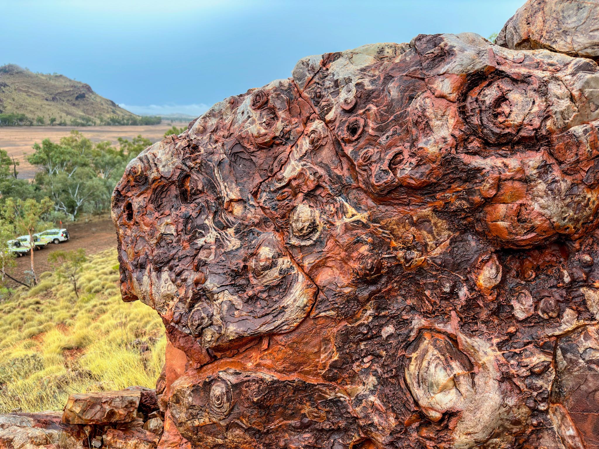 Egg-Carton-Stromatolites-Trendall-Western-Australia.jpg