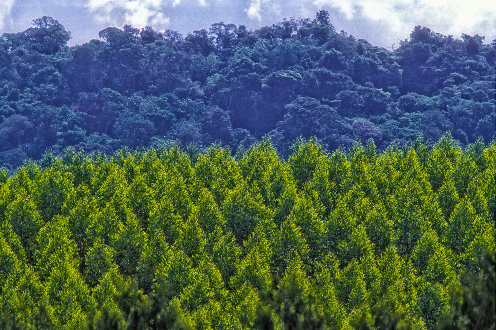 Amazon-Reforestation_jpg_92.jpg