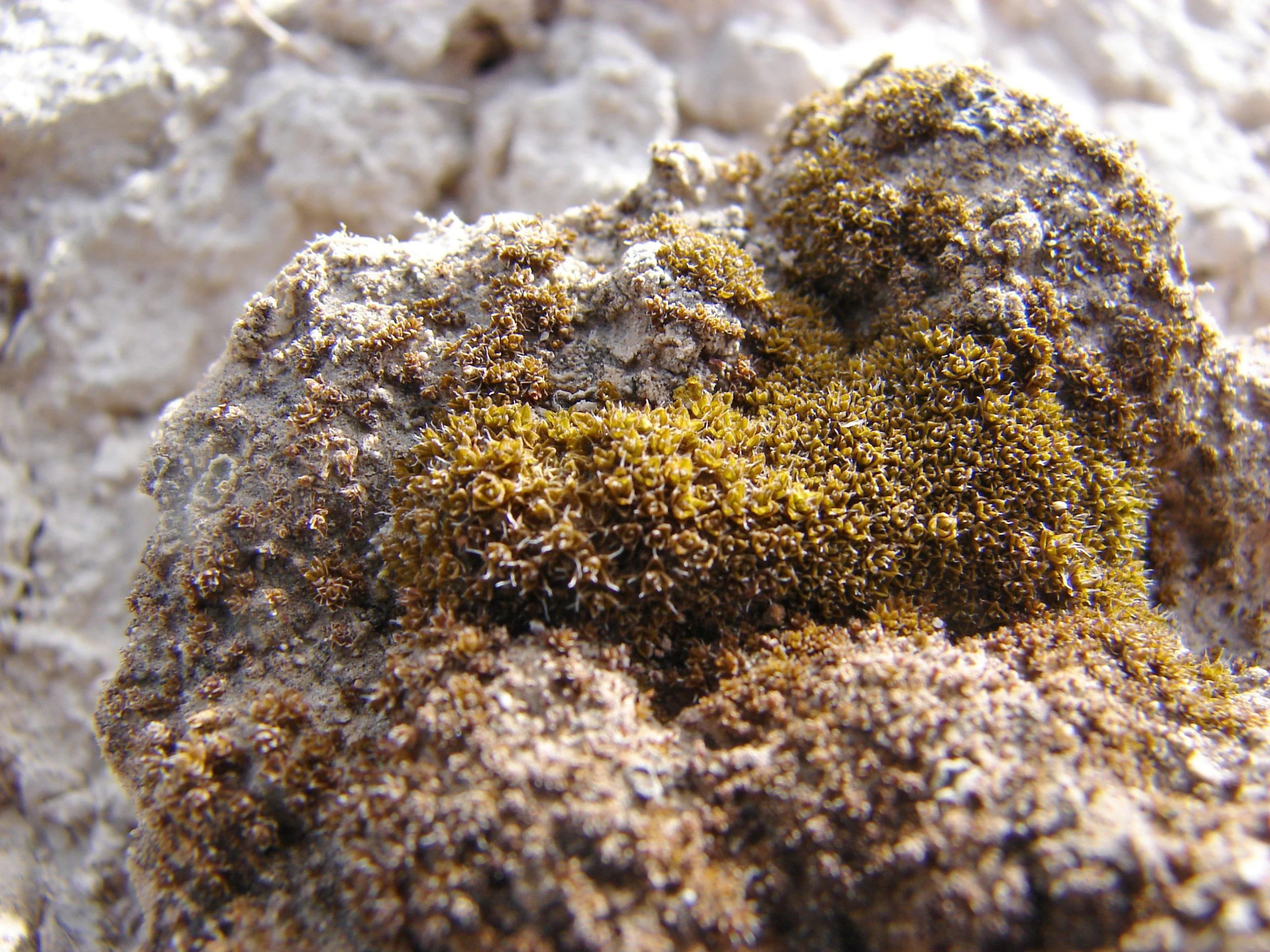 Syntrichia-caninervis-scaled_jpg_92.jpg