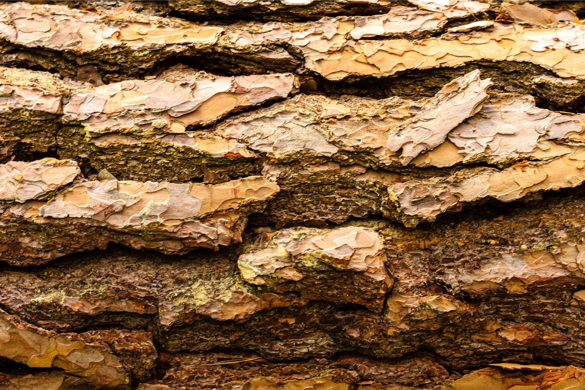Tree-Bark_jpg_92.jpg