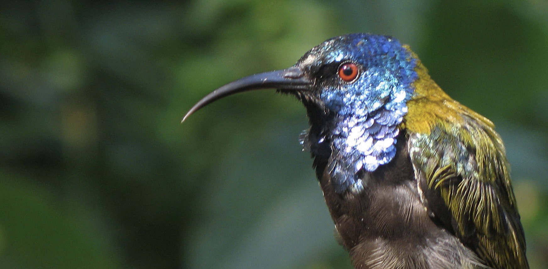 Blue-Headed-Sunbird_jpg_92.jpg