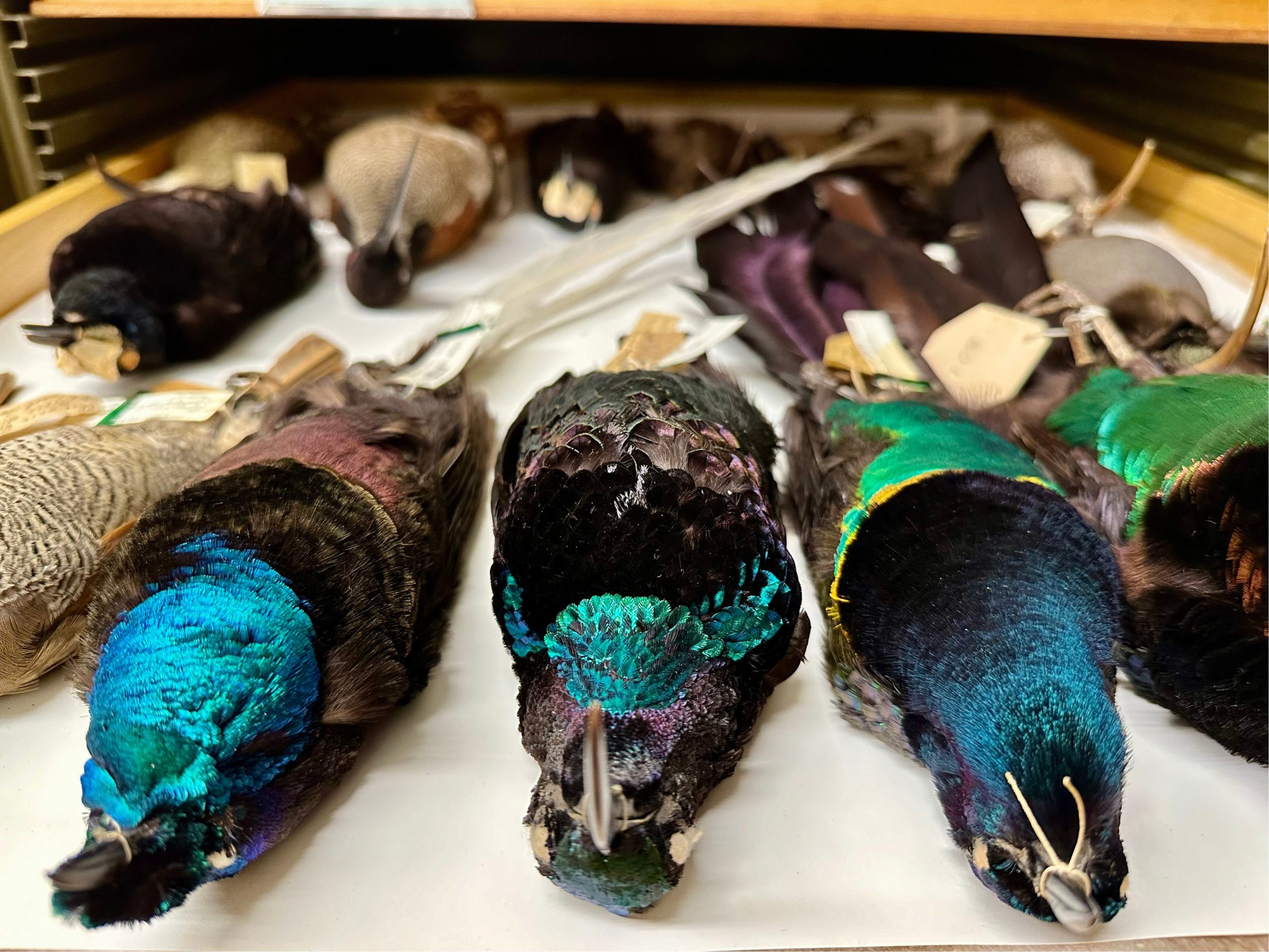 Birds-of-Paradise-in-the-Field-Museums-Collections-scaled_jpg_92.jpg