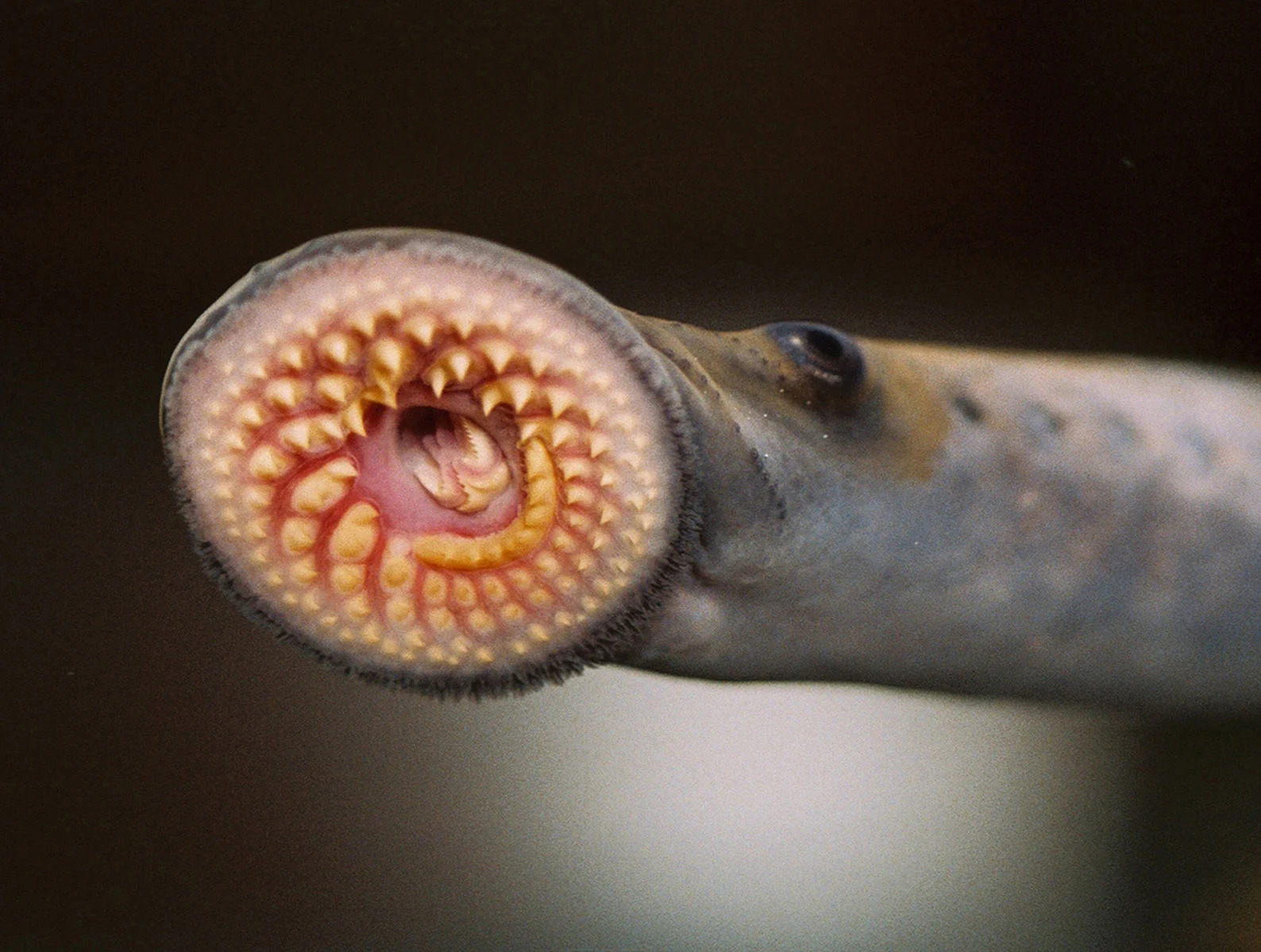 Sea-Lamprey-1_jpg_92.jpg