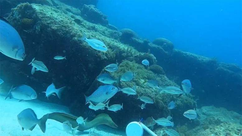 Saco-da-Banana-Marine-Life_jpg_92.jpg