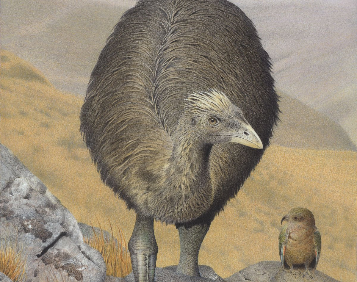 Crested-Moa_jpg_92.jpg
