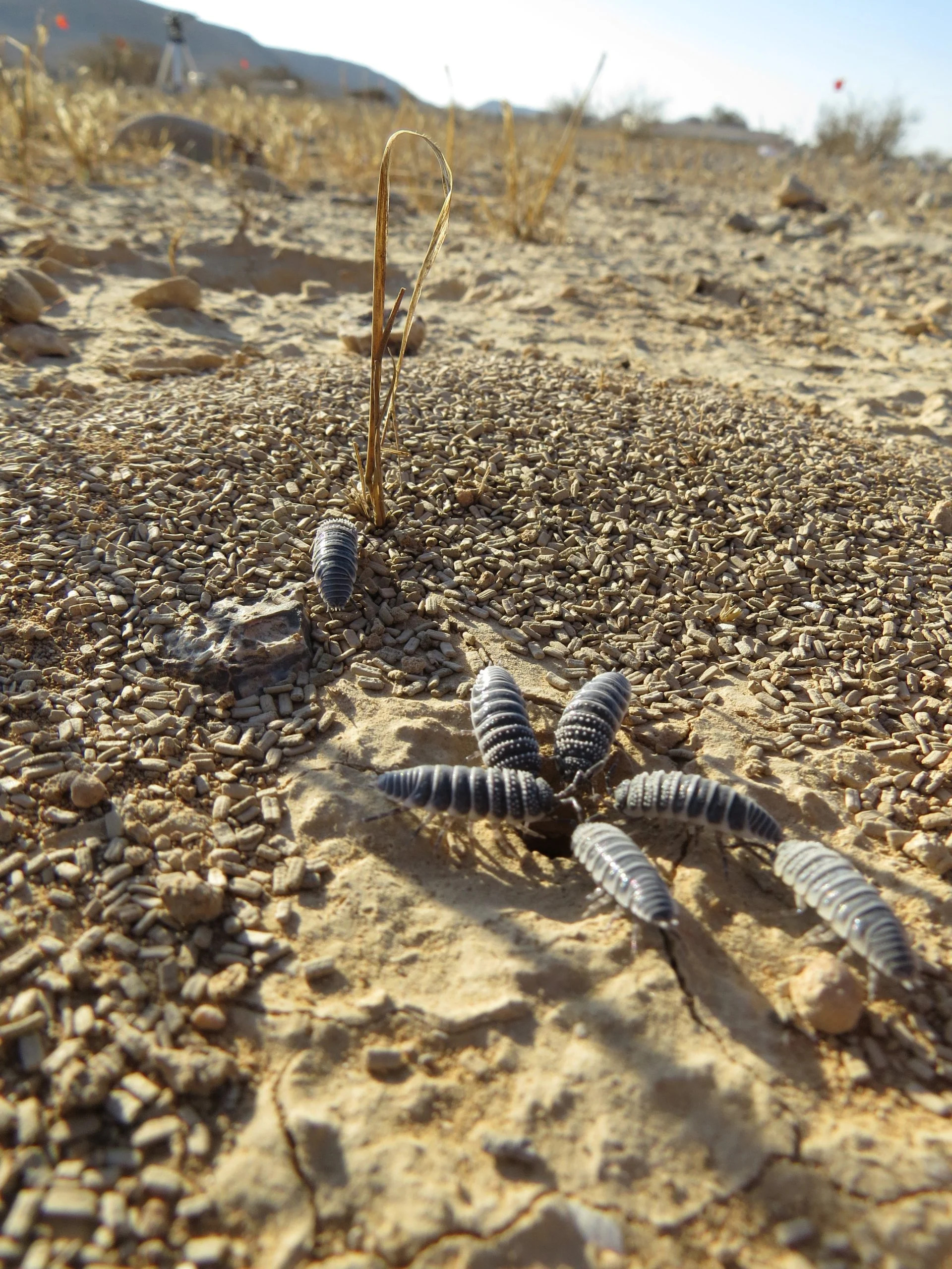 Isopod-Siblings-scaled_jpg_92.jpg