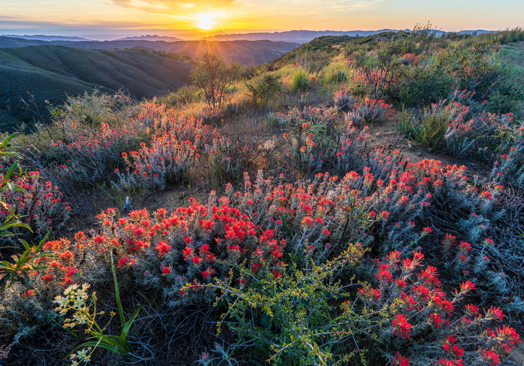 Molok-Luyuk-Walker-Ridge-Flowers_jpg_92.jpg
