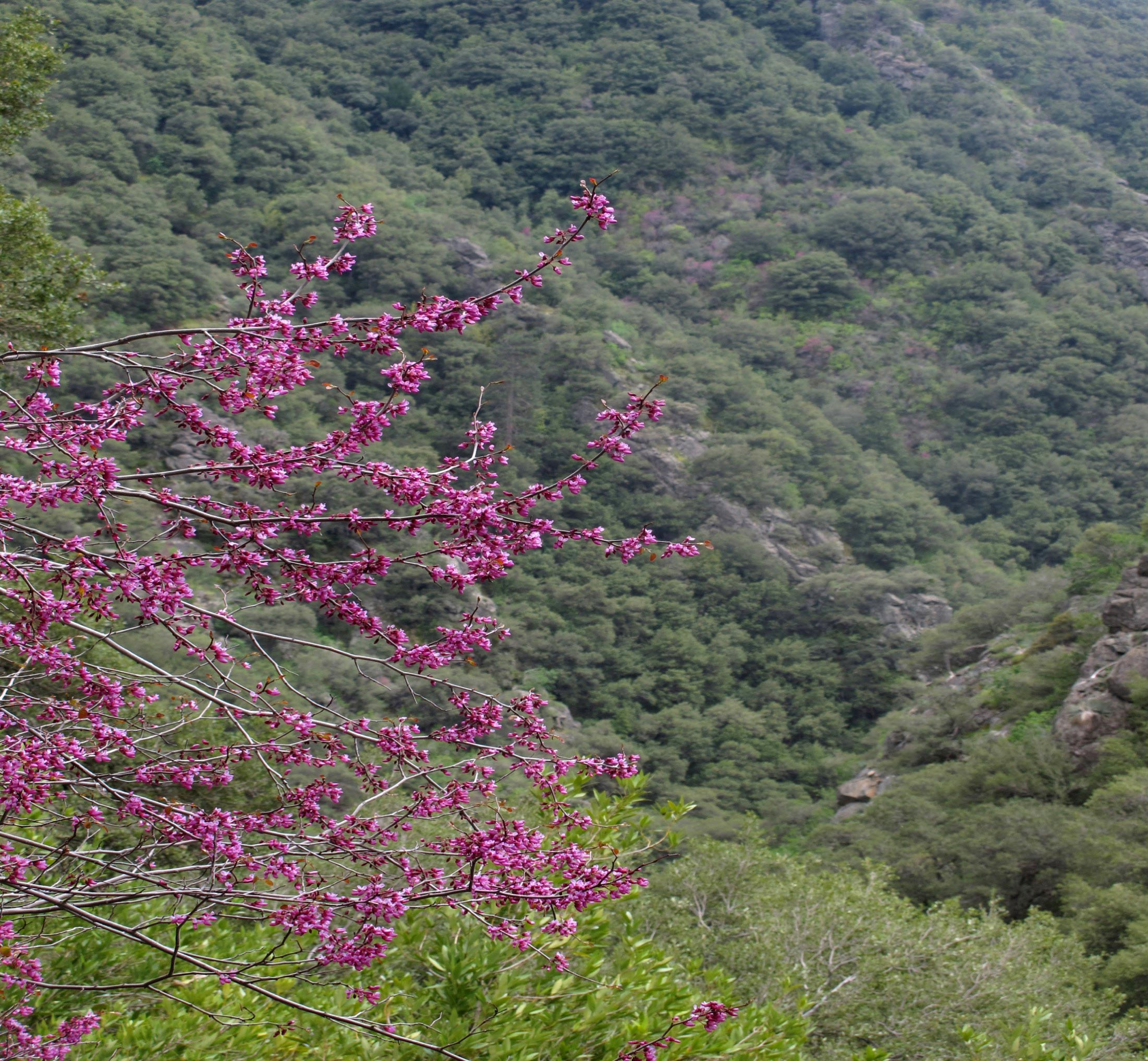 Redbuds-in-Bloom_jpg_92.jpg