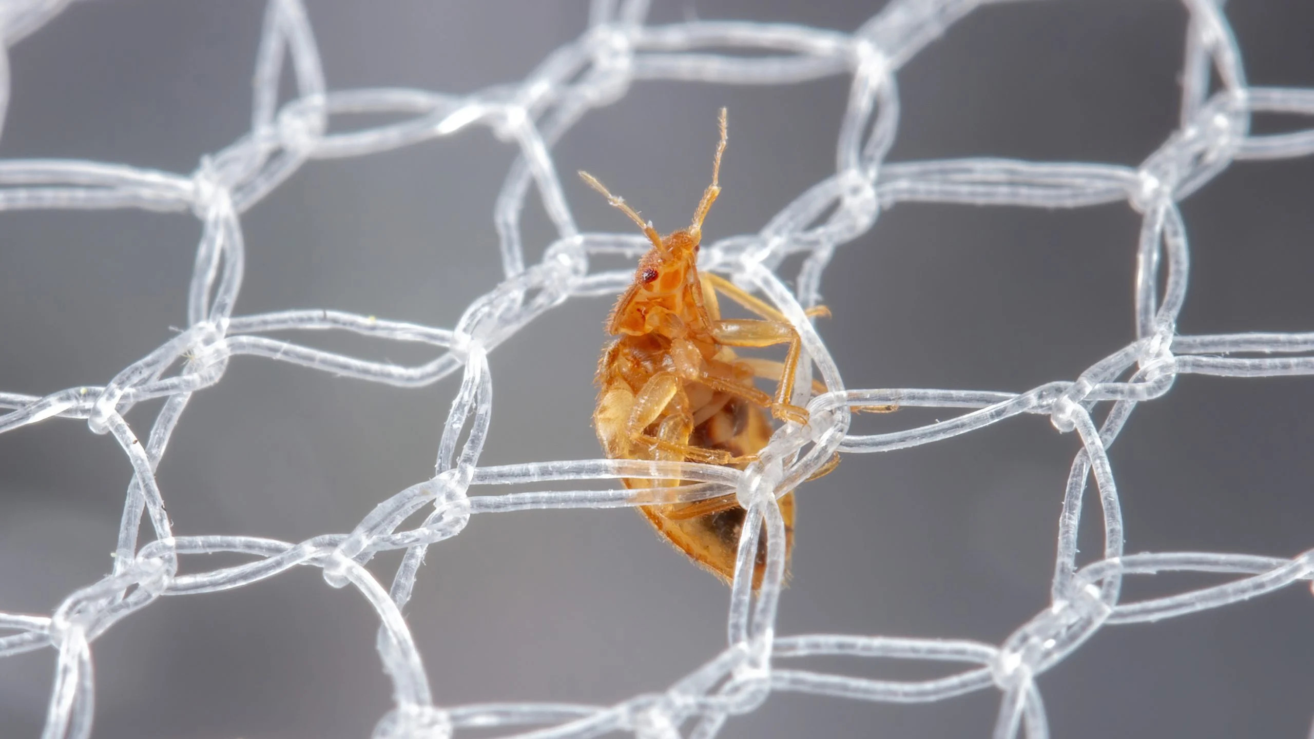 A-Bed-Bug-Works-Its-Way-Through-a-Bed-Net-scaled_jpg_92.jpg
