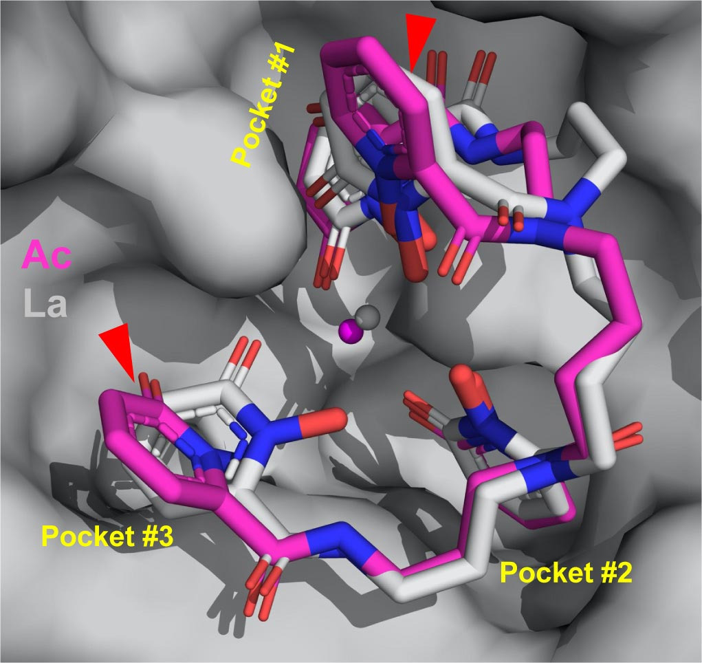 Rendering-of-Actinium-Binding-With-Molecules_jpg_92.jpg