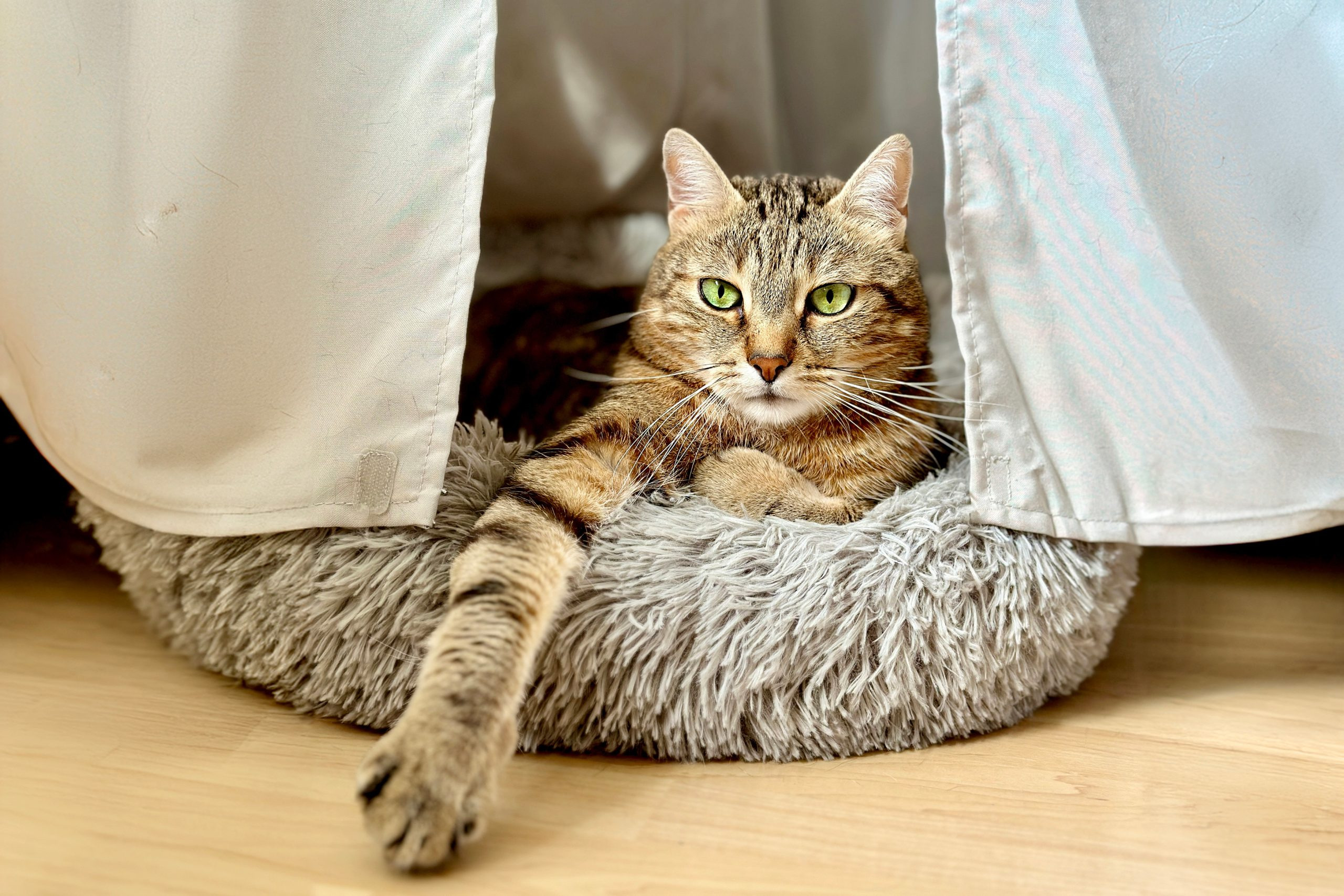 Cat-in-Bed-1-scaled_jpg_92.jpg