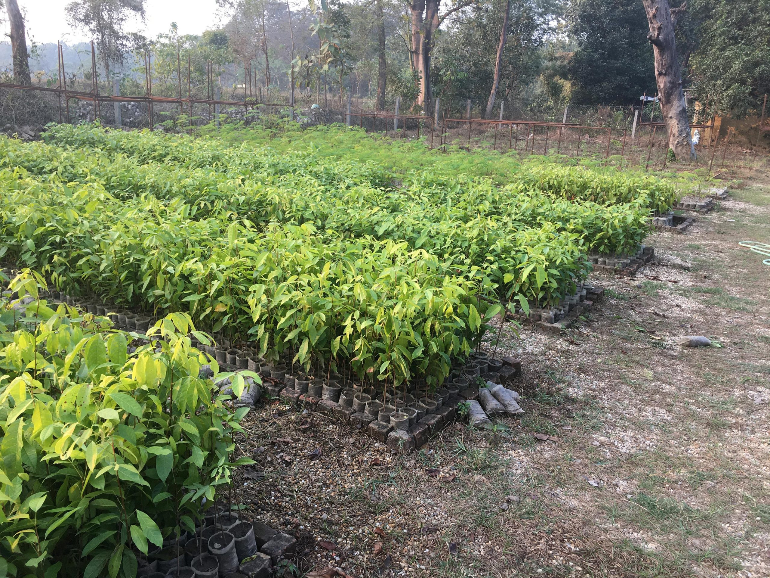 Tree-Nursery-Madhesh-Nepal-scaled_jpg_92.jpg