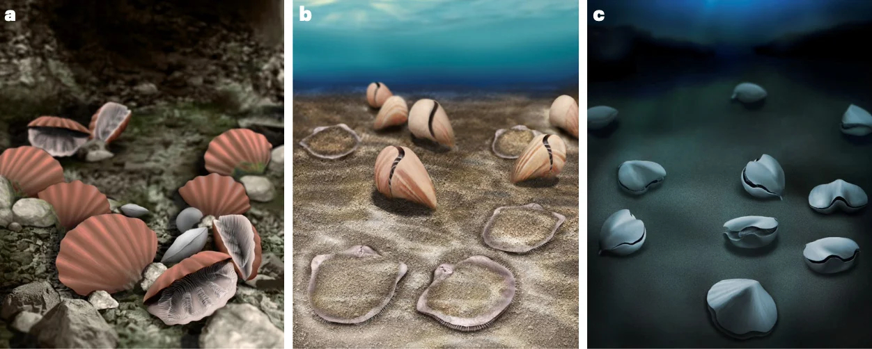 Reconstructions-of-Some-Meso-E2-80-93Cenozoic-Brachiopods_jpg.jpg