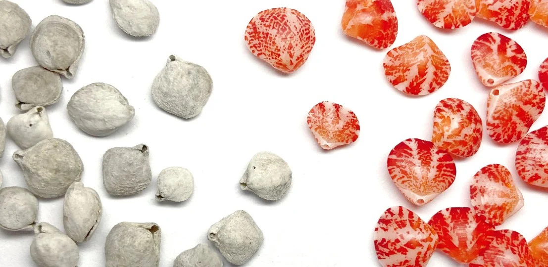 Triassic-Brachiopod-Fossils-and-Brachiopod-Shells_jpg.jpg