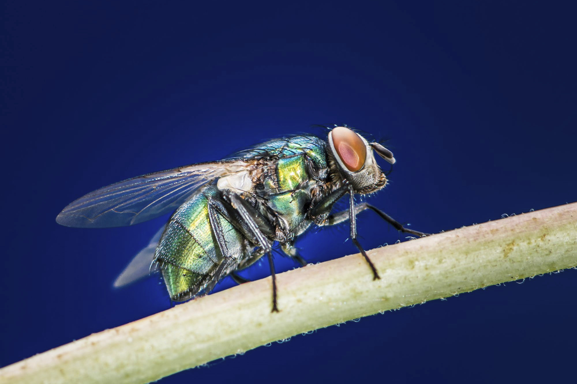 Blowfly.jpg