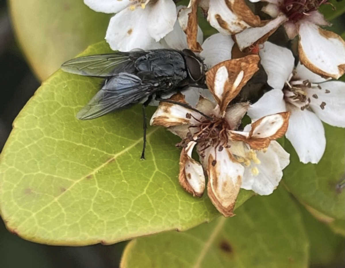 Blowfly-Flower.jpg