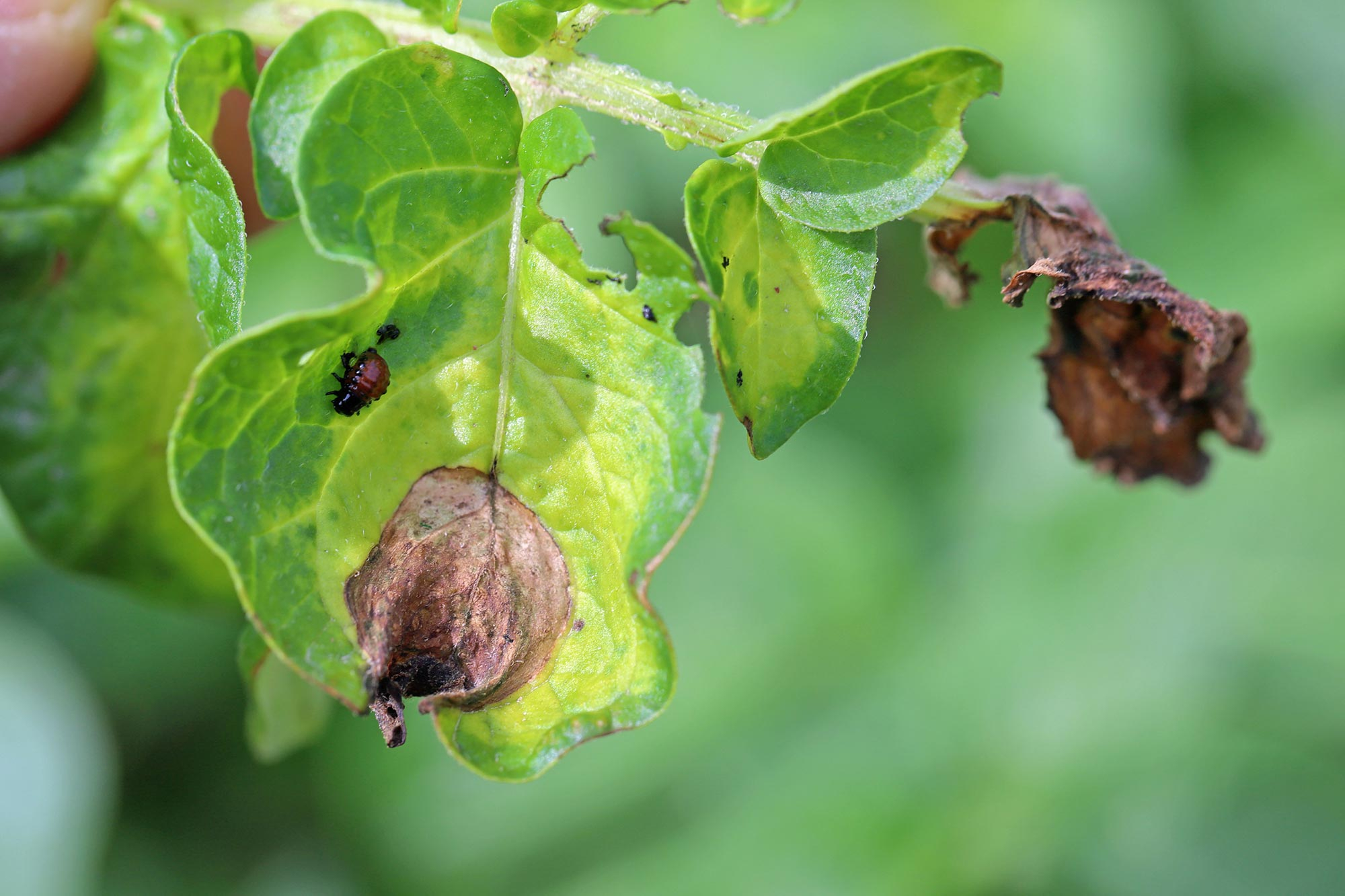 Potato-Late-Blight-Phytophthora-Infestans-Infection_jpg.jpg