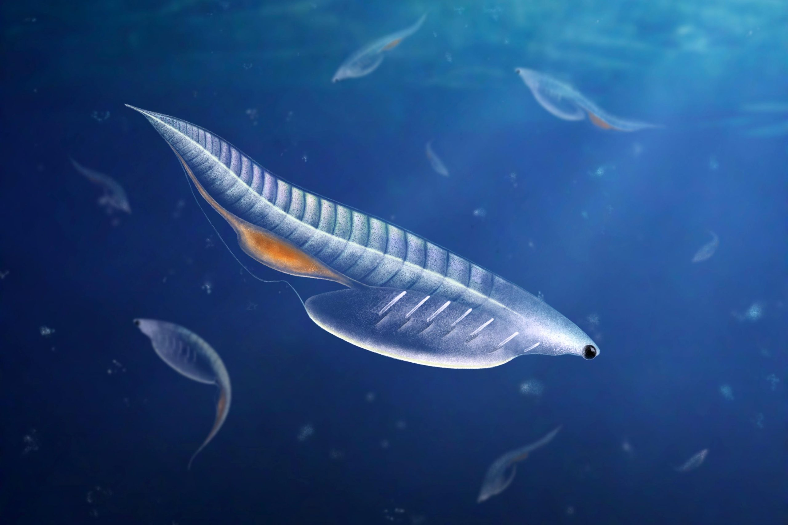 Nuucichthys-rhynchocephalus-Illustration-scaled_jpg.jpg