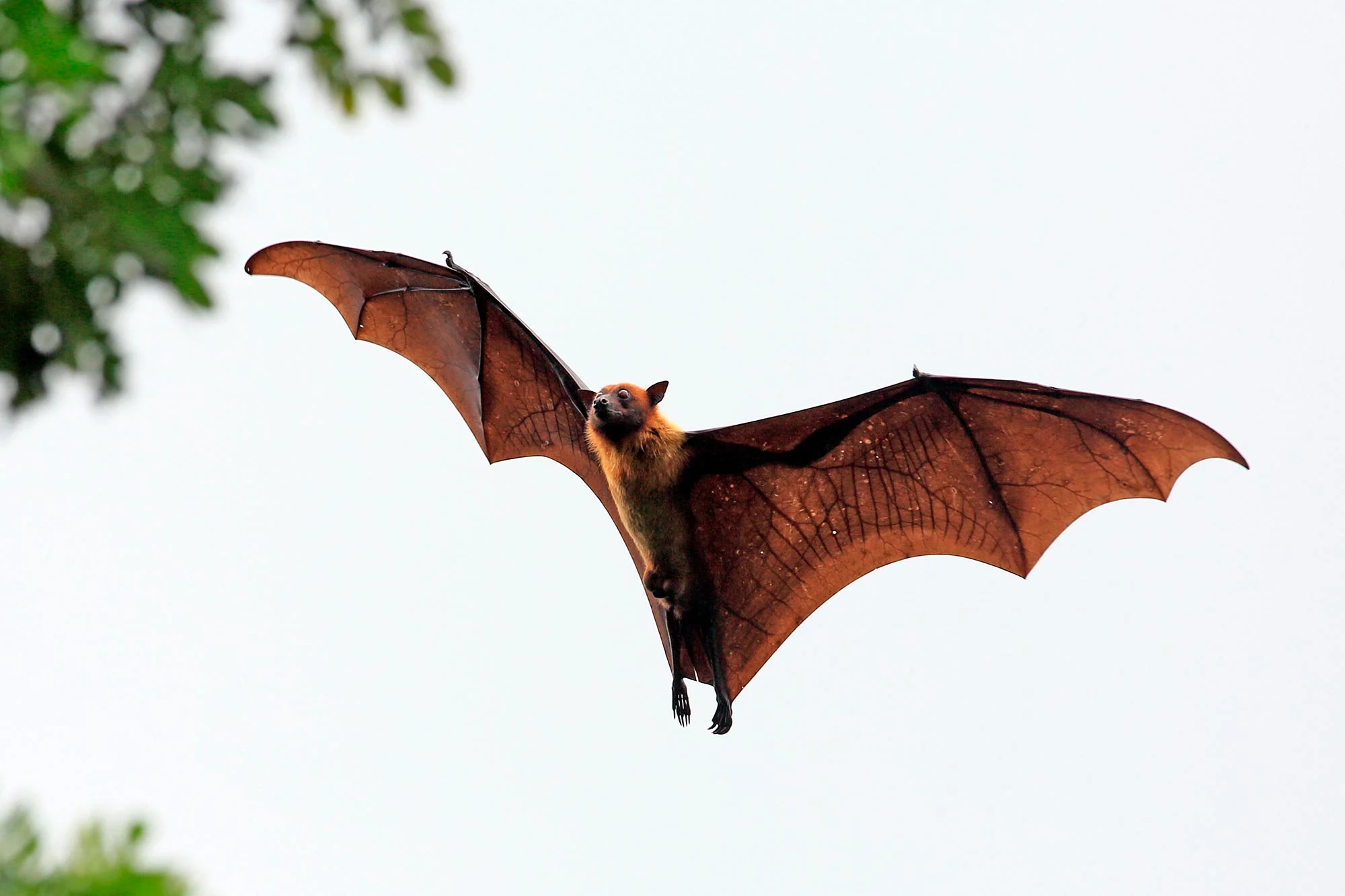 Fruit-Bat_jpg.jpg