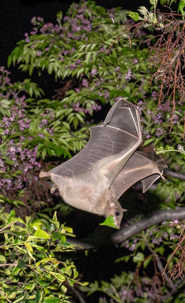 Egyptian-Fruit-Bat-Flying_jpg.jpg