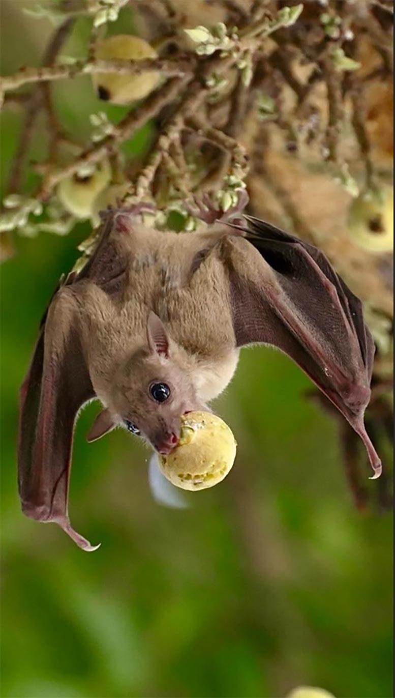 Fruit-Bat-Hanging-From-Tree_jpg.jpg