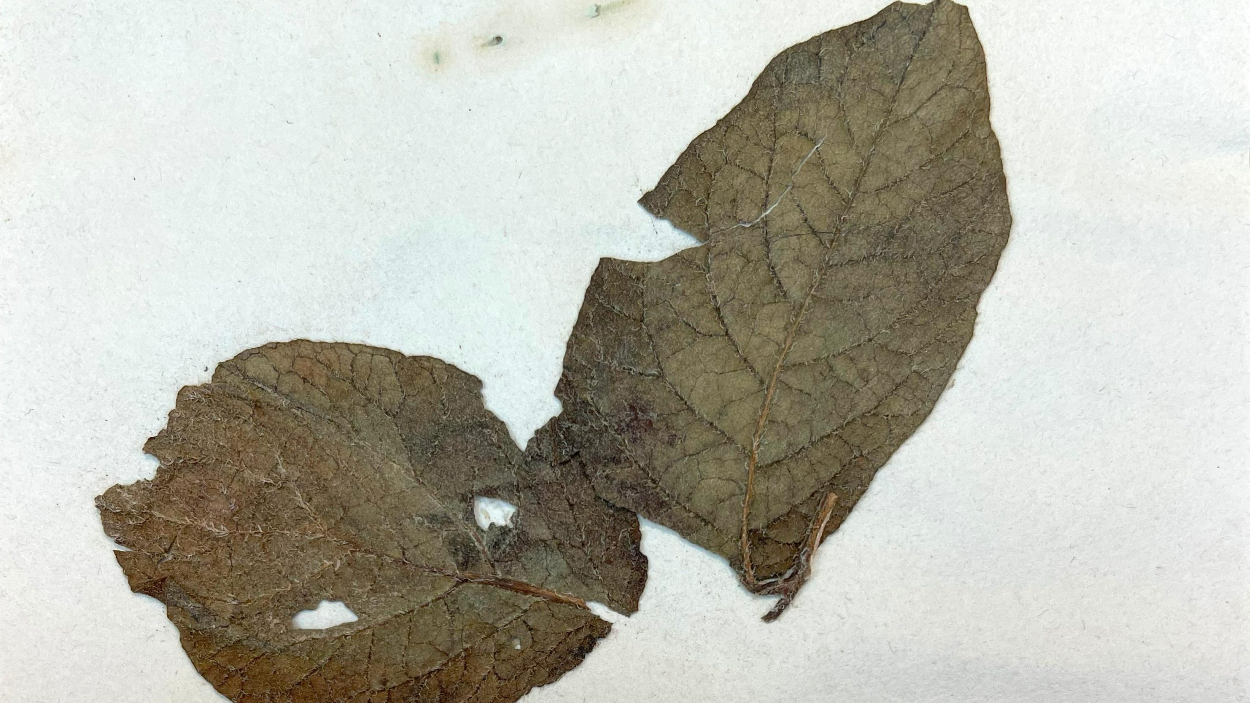 Historic-Potato-Plant-Specimen-Showing-Late-Blight-Disease-scaled_jpg.jpg