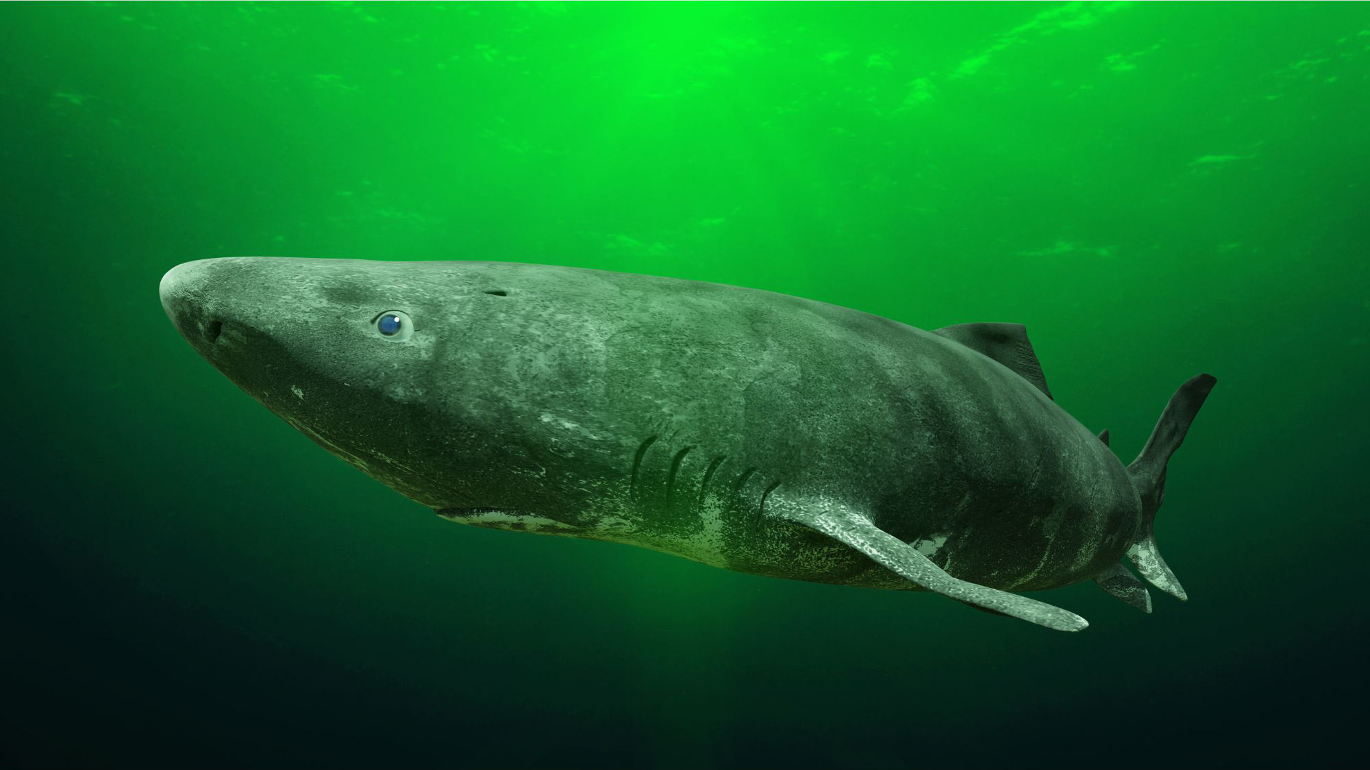 Greenland-Shark_jpg.jpg