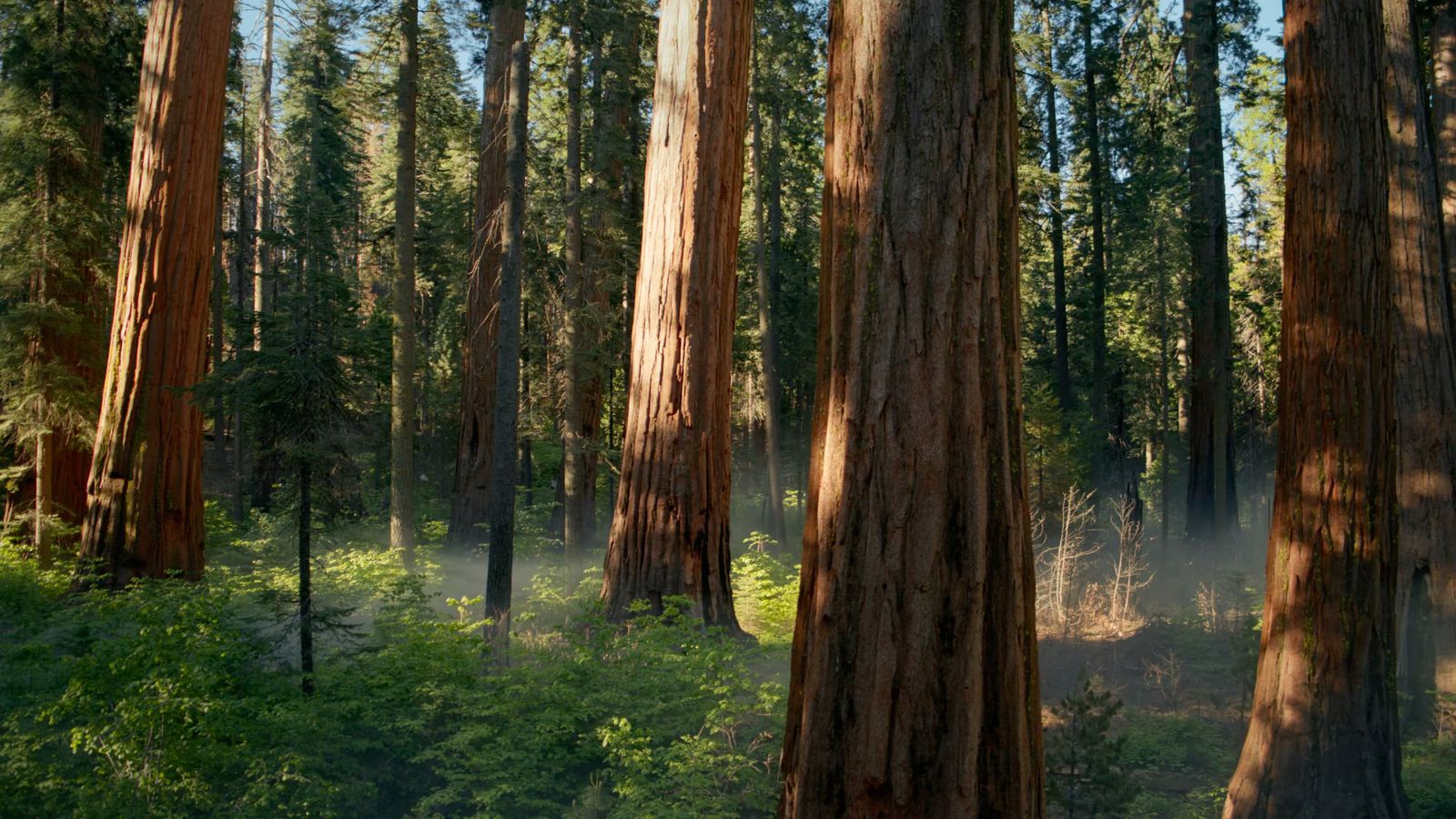 macos-sequoia-hidden-wallpaper.jpg